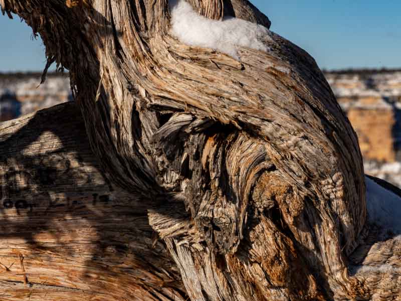 Close-up of the rings in a gnarly tree at the Grand Canyon with a lightly covered snowy rim in the distance.