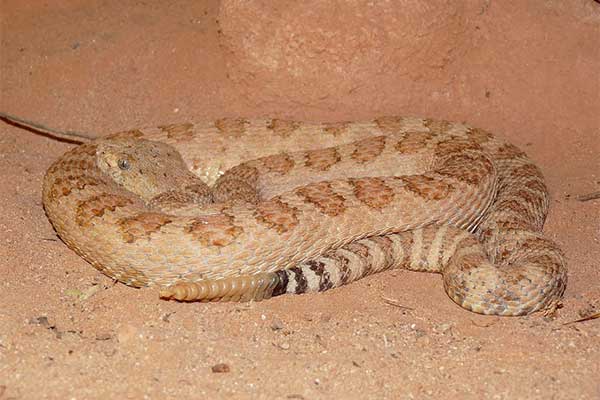 Grand Canyon Pink Rattlesnake