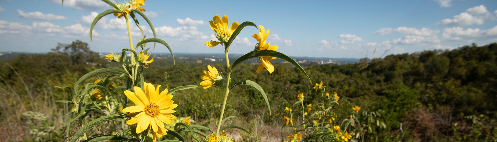 Panorama from the hills overlooking Branson, Missouri with yellow sun daisies in the foreground.