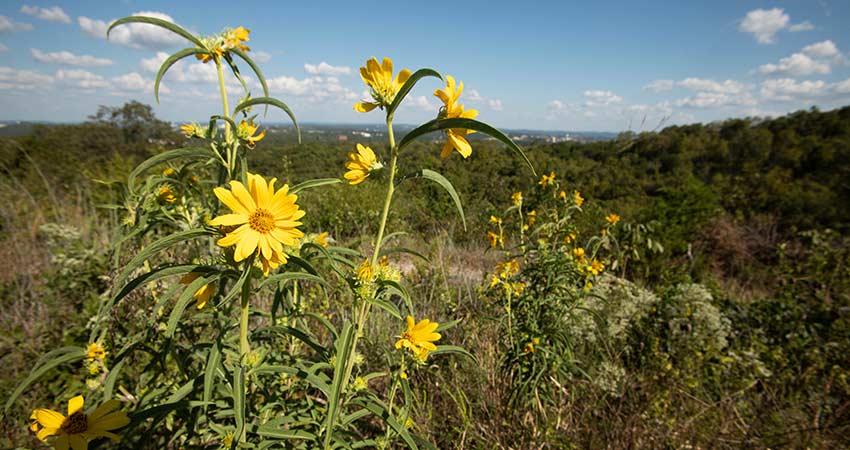 Hillside view of Branson, Missouri with yellow sun daisies in the foreground.